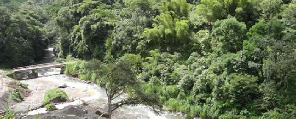 El Cafetal 8.3 MW *